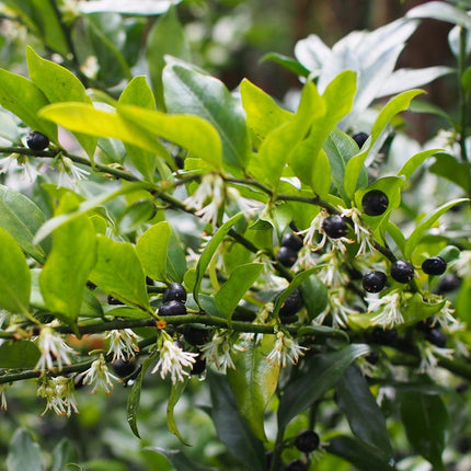 Sweet Box | Sarcococca confusa Shrubs