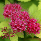 Spiraea japonica Magic Carpet | 3L pot Shrubs