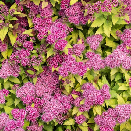 Spiraea japonica Magic Carpet | 3L pot Shrubs