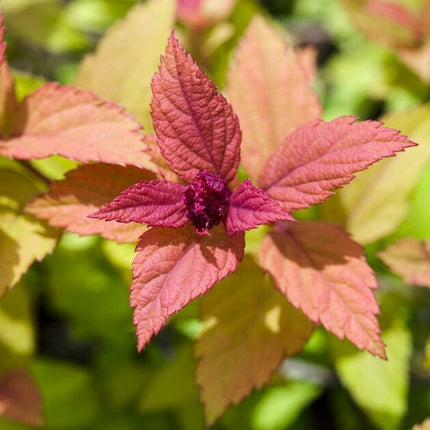 Spiraea japonica Magic Carpet | 3L pot Shrubs