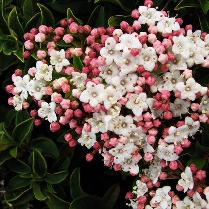 Viburnum tinus Shrubs