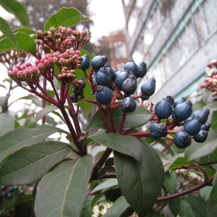 Viburnum tinus Shrubs