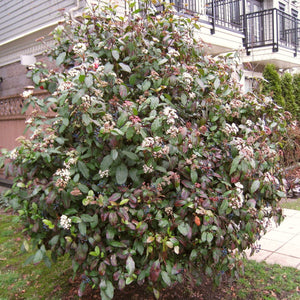 Viburnum tinus Shrubs