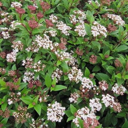 Viburnum tinus Shrubs