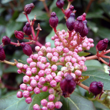 Viburnum tinus Shrubs