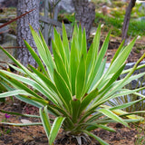 Yucca gloriosa Variegata Shrubs