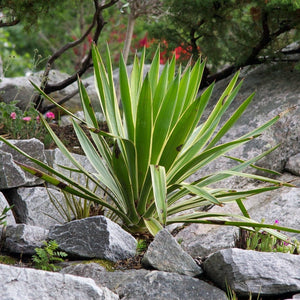 Yucca gloriosa Variegata Shrubs