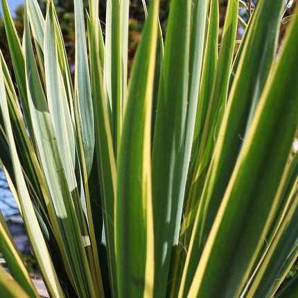 Yucca gloriosa Variegata Shrubs