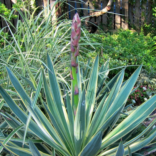 Yucca gloriosa Variegata Shrubs