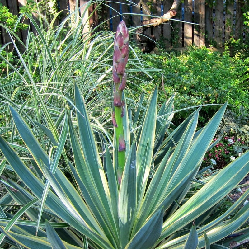 Yucca gloriosa Variegata Shrubs