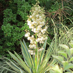 Yucca gloriosa Variegata Shrubs