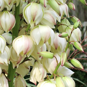 Yucca gloriosa Variegata Shrubs