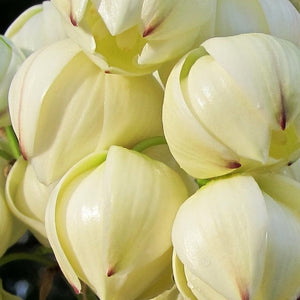 Yucca gloriosa Variegata Shrubs