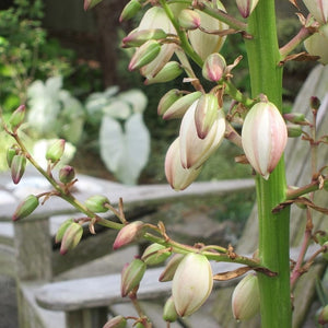 Yucca gloriosa Variegata Shrubs