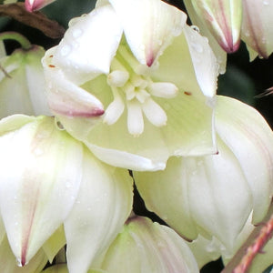 Yucca gloriosa Variegata Shrubs