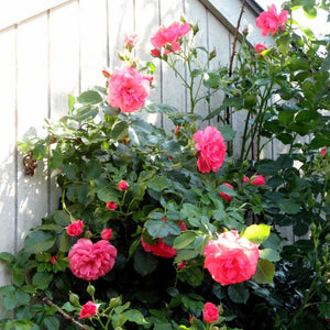 Climbing Rose 'Antike' | 4.5L Pot Shrubs