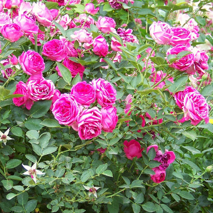 Climbing Rose 'Antike' | 4.5L Pot Shrubs