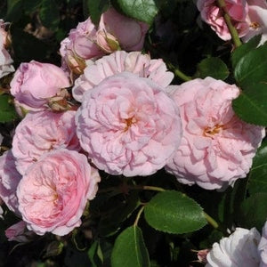 Shrub Rose 'Blush Winterjewel' | 4.5L Pot Shrubs