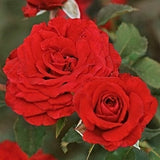 Shrub Rose 'Carmine Vaza' | 4.5L Pot Shrubs