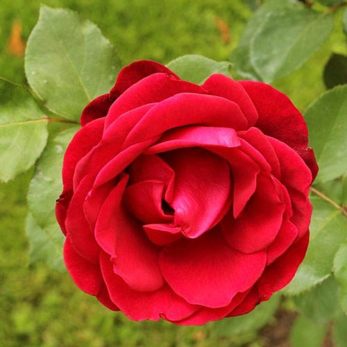 Shrub Rose 'Don Juan' | 4.5L Pot Shrubs
