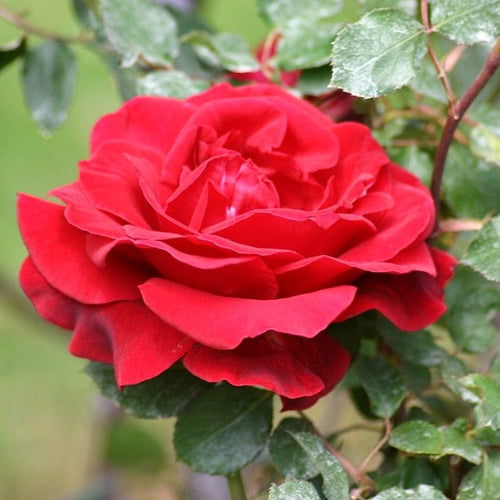 Shrub Rose 'Don Juan' | 4.5L Pot Shrubs