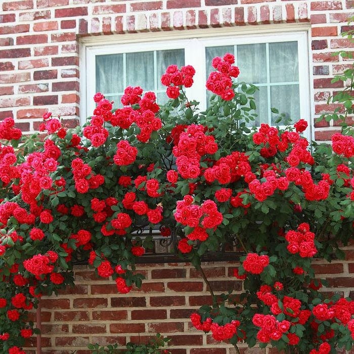 Shrub Rose 'Don Juan' | 4.5L Pot Shrubs