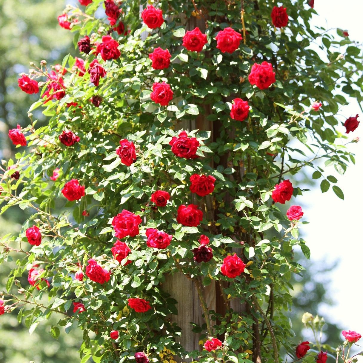 Single Climbing Roses Support for Climbing Plants: How to Train Climbers – Roots Plants