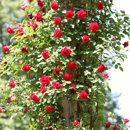 Repeat Flowering Climbing Rose Collection Shrubs