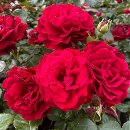 Shrub Rose Collection | Roses For The Border Shrubs