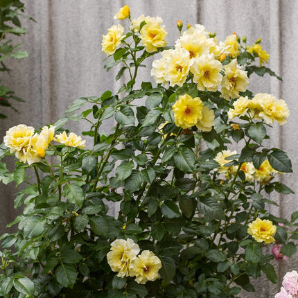 Climbing Rose 'Golden Showers' | 4.5L Pot Shrubs