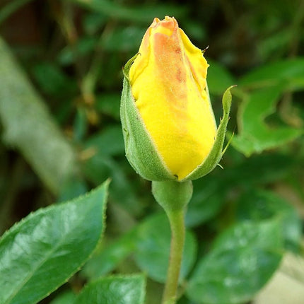 Climbing Rose 'Golden Showers' | 4.5L Pot Shrubs