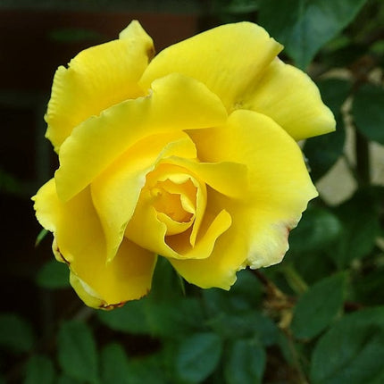 Climbing Rose 'Golden Showers' | 4.5L Pot Shrubs