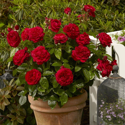 Roses For Shade Collection Shrubs