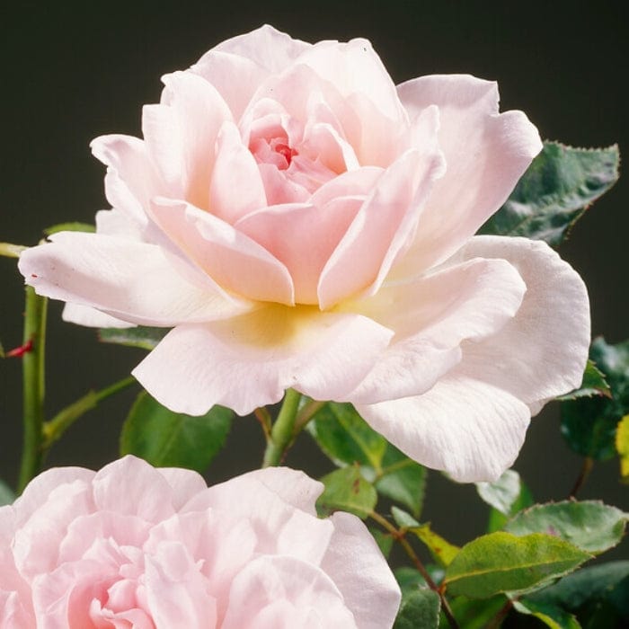 Roses For Shade Collection Shrubs