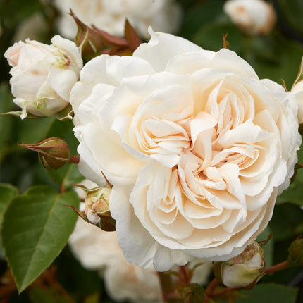 Climbing Rose 'Eisa Courtyard®' | 4.5L Pot Shrubs