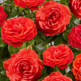 Climbing Rose 'Liwa Courtyard®' | 4.5L Pot Shrubs