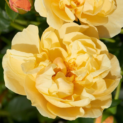 Climbing Rose 'Mapale Courtyard®' | 4.5L Pot Shrubs