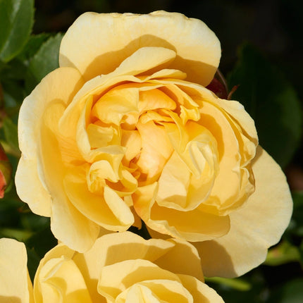 Climbing Rose 'Mapale Courtyard®' | 4.5L Pot Shrubs