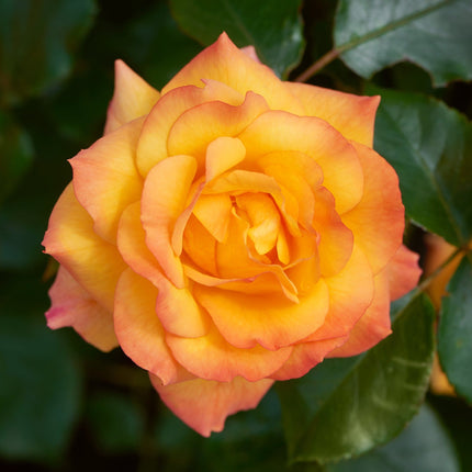 Climbing Rose 'RedovaCourtyard®' | 4.5L Pot Shrubs