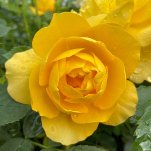 Fragrant Rose Collection Shrubs