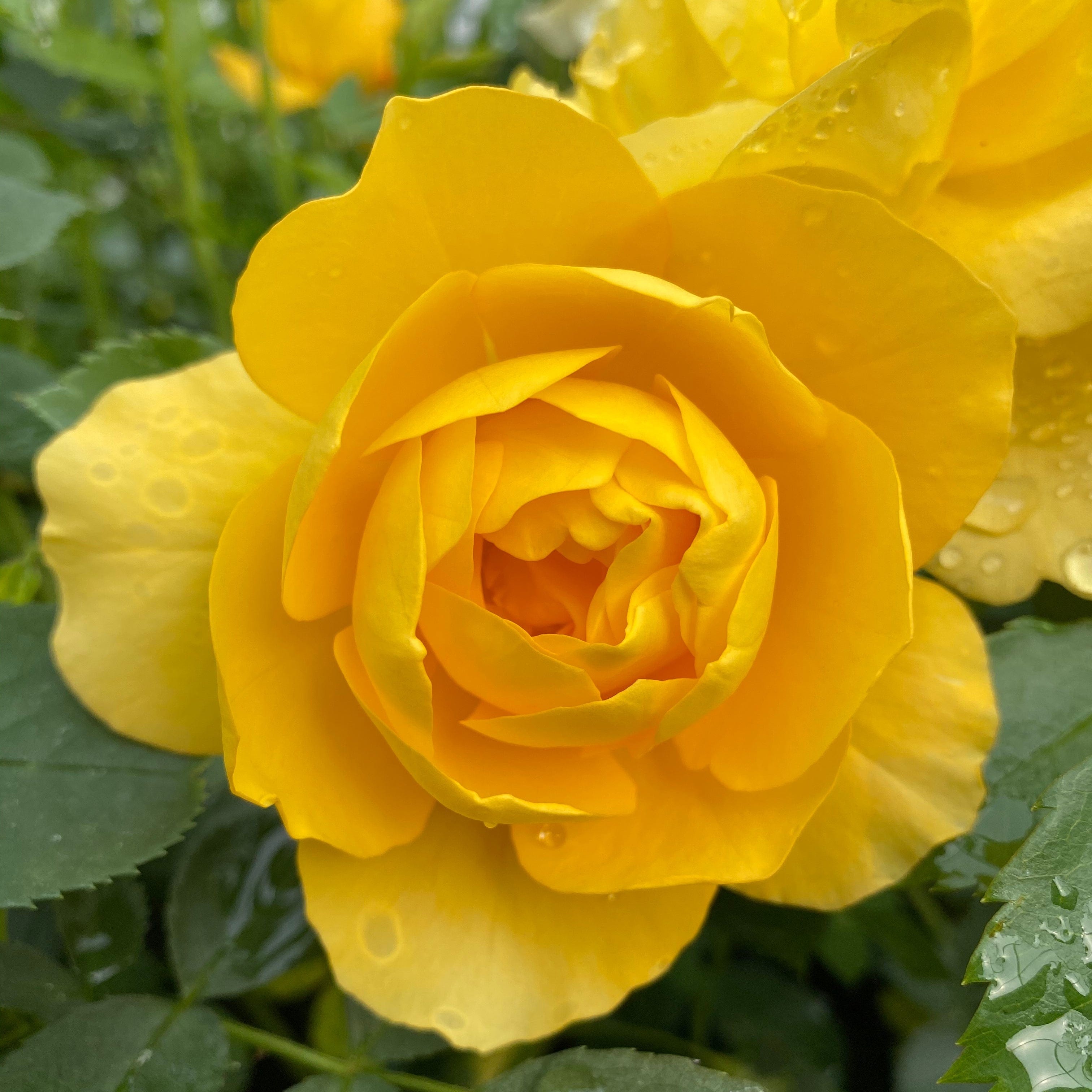 Tree Roses Fragrant Fragrant Rose Collection – Roots Plants
