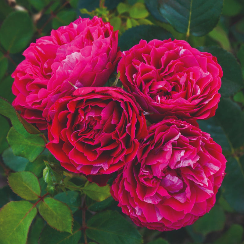 Shrub Rose 'Konstantina Freska®' | 4.5L Pot Shrubs