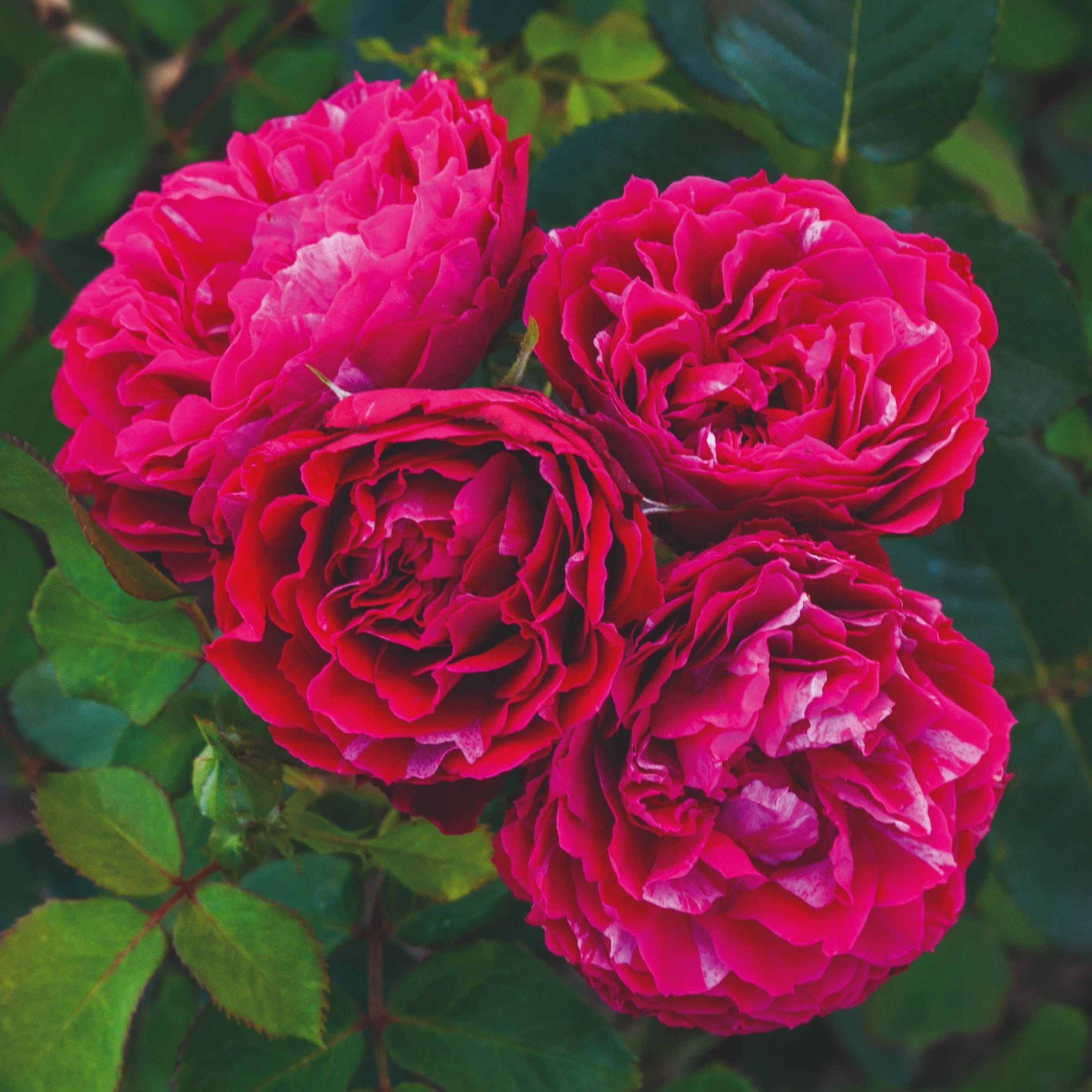 Rpple Raspberry Roses 'Raspberry Ripple®' Shrub Rose – Roots Plants