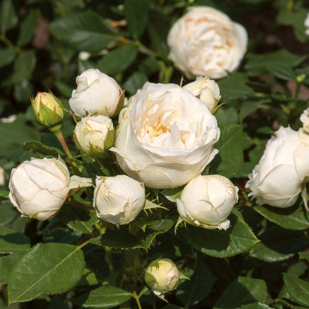 Shrub Rose 'Lenka Frayla®' | 4.5L Pot Shrubs