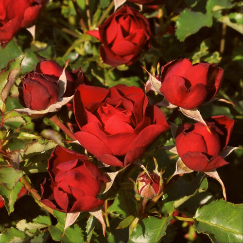 Shrub Rose 'Morava Reka®' | 4.5L Pot Shrubs
