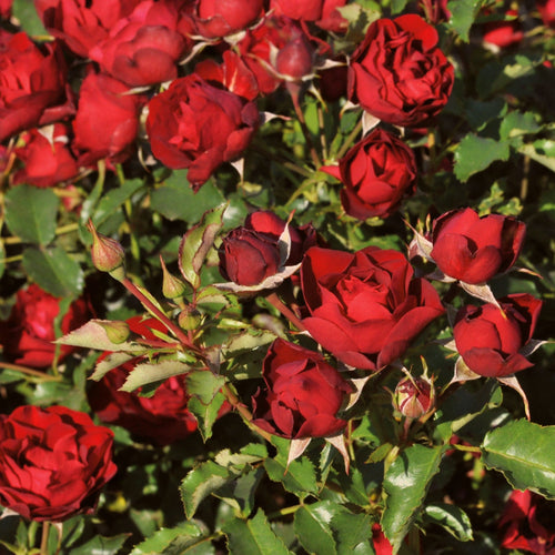 Shrub Rose 'Morava Reka®' | 4.5L Pot Shrubs