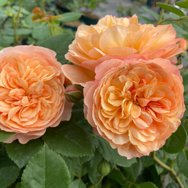 Shrub Rose 'Natalija Frayla®' | 4.5L Pot Shrubs