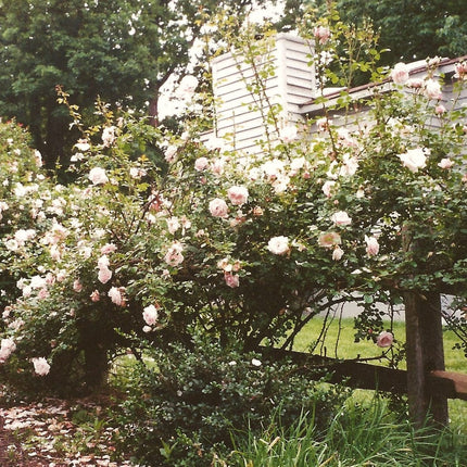 Climbing Rose 'New Dawn' | 4.5L Pot Shrubs