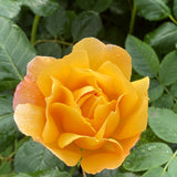 Shrub Rose 'Olivera Frayla®' | 4.5L Pot Shrubs