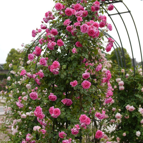 Repeat Flowering Climbing Rose Collection Shrubs